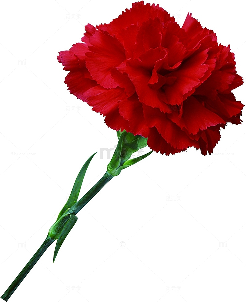 红色母亲节康乃馨花朵