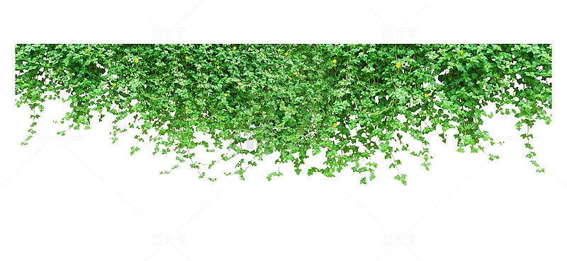 绿色爬山虎墙壁植物