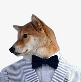 免抠素材柴犬图片