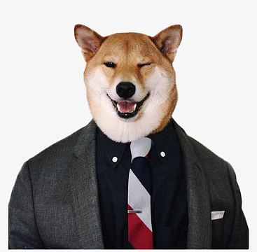 穿衣服的柴犬素材图片