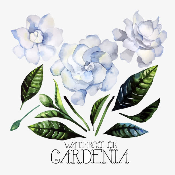 水彩茉莉花装饰素材免抠素材免费下载_觅元素51yuansu.com