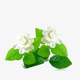 一支白色茉莉花
