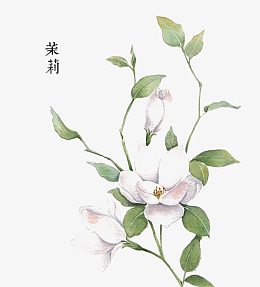 茉莉花