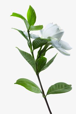一束茉莉花