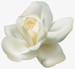 白色茉莉花