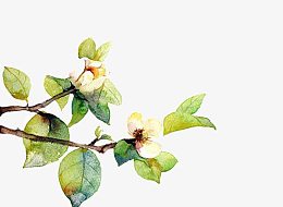 彩绘茉莉花图片素材
