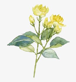 黄色茉莉花