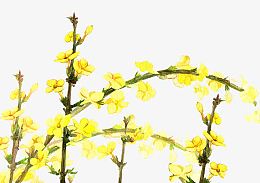 二十四番花信风-立春-一候迎春