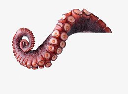 美味的章鱼脚素材图片