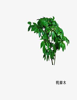 植物