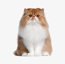 长毛宠物猫