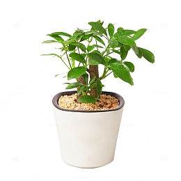 小型鸭脚木盆栽
