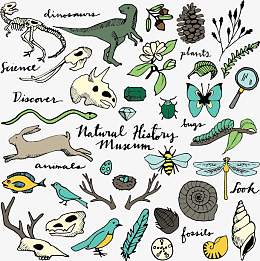 自然野生动植物矢量素材下载,