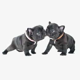 可爱犬只斗牛