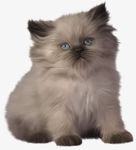 可爱的蓝眼睛猫咪