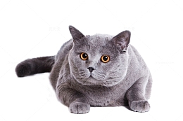 英国短毛猫