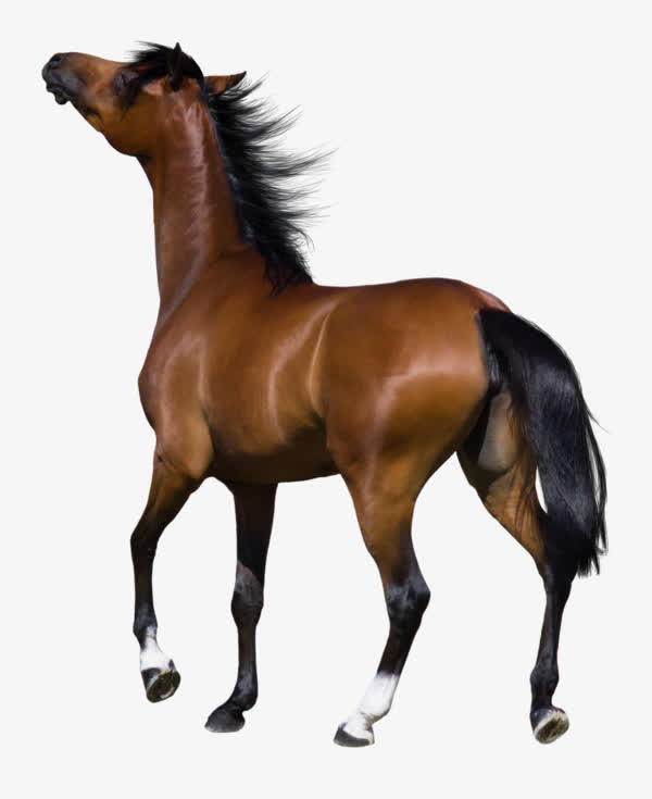 潇洒的奔马免抠素材免费下载_觅元素51yuansu.com