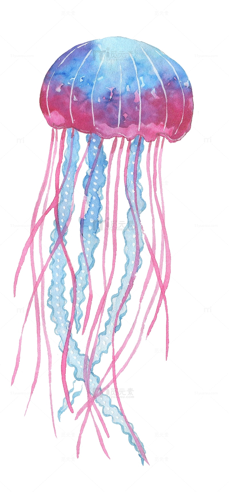 蓝粉色水母