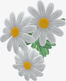 白色洋甘菊