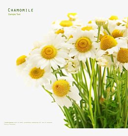 洋甘菊小甘菊