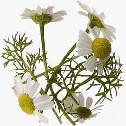 洋甘菊