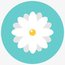 香气开花洋甘菊雏菊花花自然花