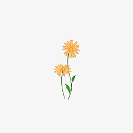 野菊