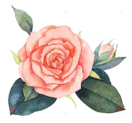 花草绘集-玫瑰花