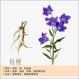 桔梗简介