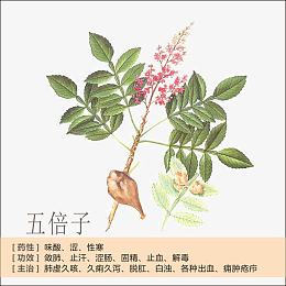 五倍子简介