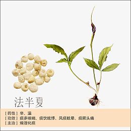 法半夏简介
