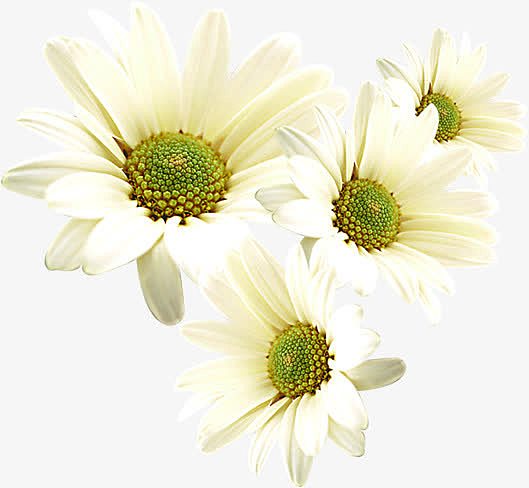 白色重阳纯净花朵