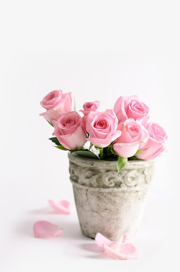 粉色温馨甜美花朵玫瑰
