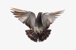 展翅飞翔的鸽子图片