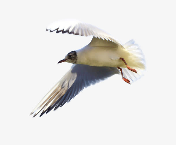 飞鸟免抠素材免费下载_觅元素51yuansu.com