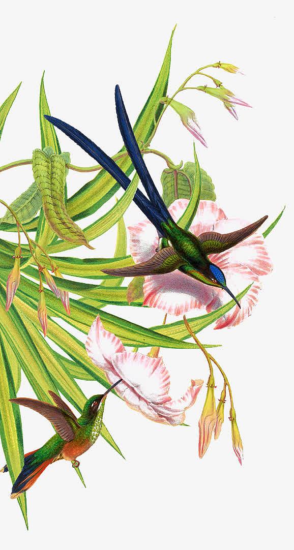 彩绘花鸟植物图案
