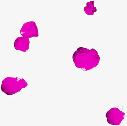紫色浪漫花瓣玫瑰情人节
