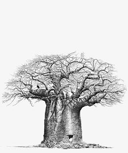 手绘古树