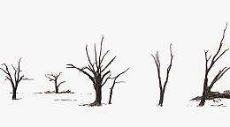 枯枝树干免抠素材