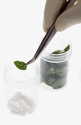 植物培养基