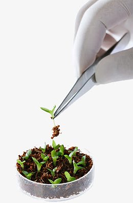 植物培养