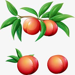 矢量手绘桃子