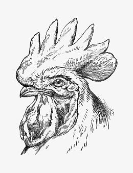 公鸡