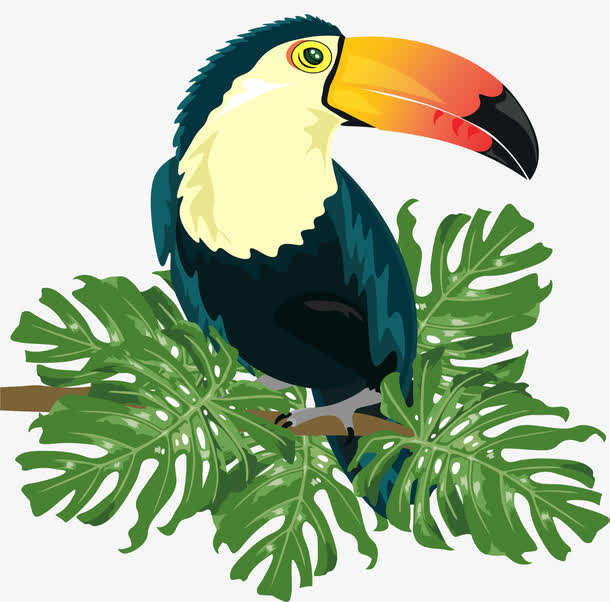 国家保护动物大嘴鸟免抠素材免费下载_觅元素51yuansu.com