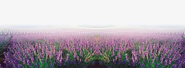 花海素材