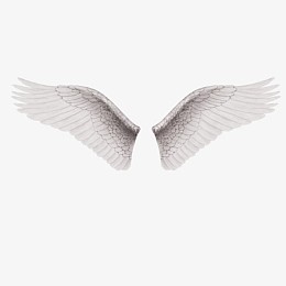 一双白色的翅膀