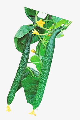 蔬菜黄瓜