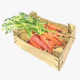 一筐胡萝卜土豆蔬菜手绘