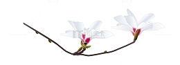 矢量玉兰花装饰