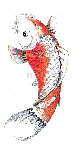 手绘锦鲤